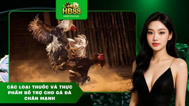 Các loại thuốc và thực phẩm bổ trợ cho gà đá chân mạnh