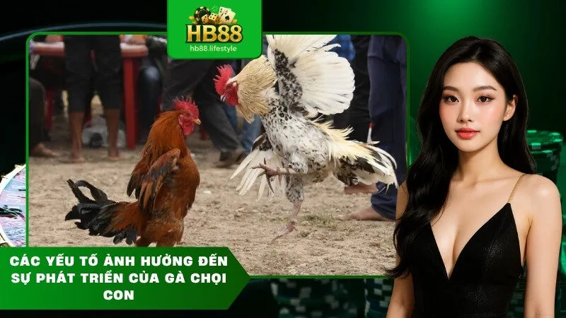 Các Yếu Tố Ảnh Hưởng Đến Sự Phát Triển Của Gà Chọi Con