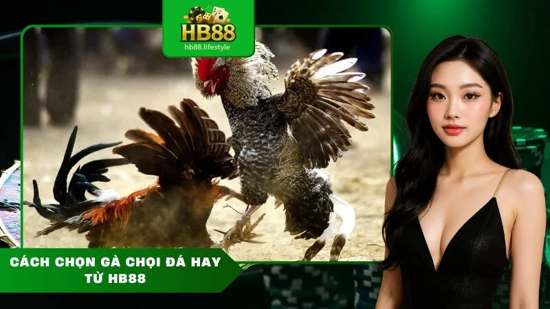 Cách chọn gà chọi đá hay từ HB88