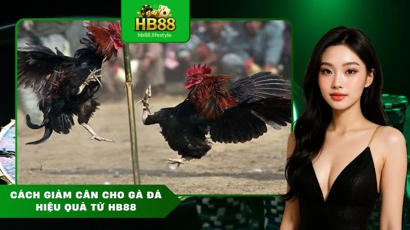 Cách giảm cân cho gà đá hiệu quả từ HB88