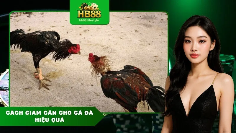 Cách Giảm Cân Cho Gà Đá Hiệu Quả