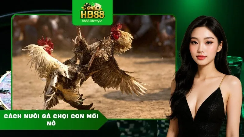 Cách nuôi gà chọi con mới nở