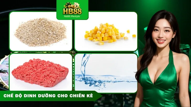 Cách nuôi gà đá chân mạnh 1