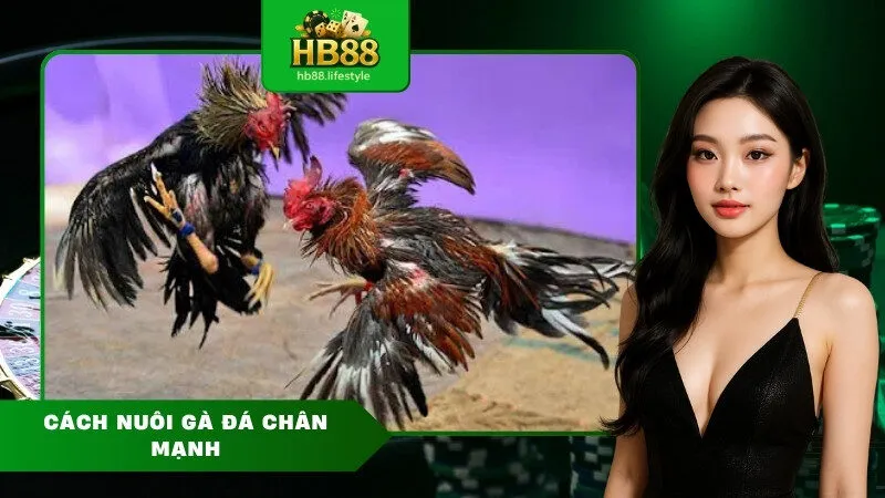Cách nuôi gà đá chân mạnh