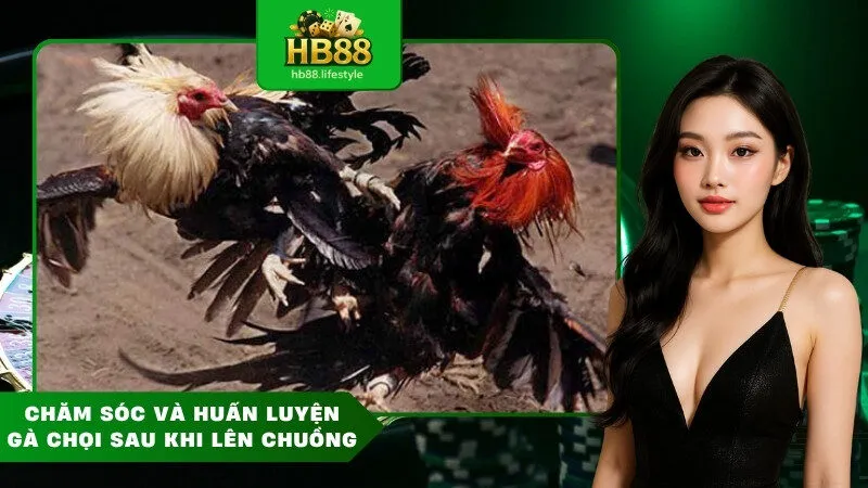 Chăm Sóc Và Huấn Luyện Gà Chọi Sau Khi Lên Chuồng