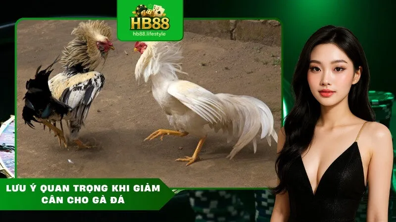 Lưu Ý Quan Trọng Khi Giảm Cân Cho Gà Đá