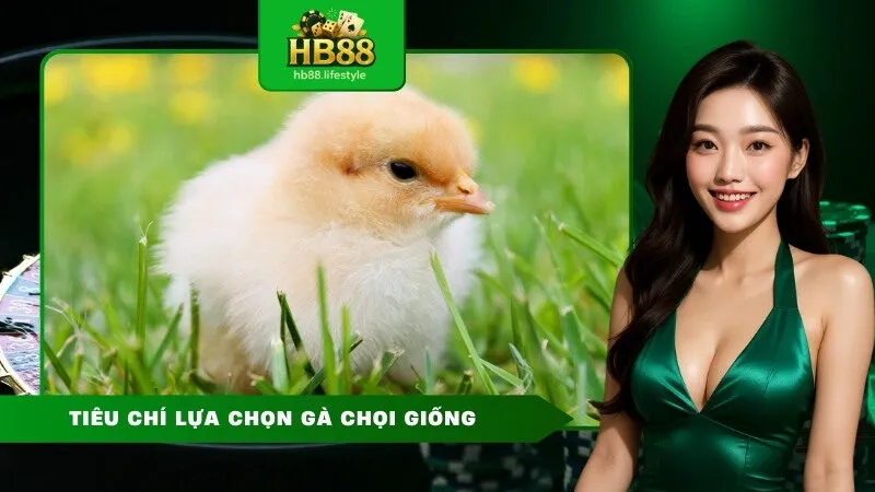 Tiêu chí lựa chọn gà chọi giống